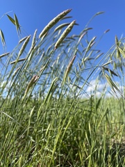 Phalaris coerulescens