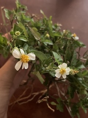 Bidens alba