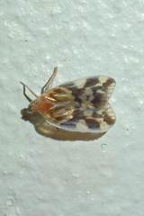 Borysthenes emarginatus