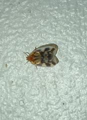 Borysthenes emarginatus