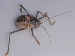 Acanthoplus