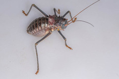 Acanthoplus