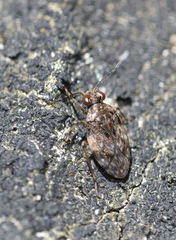 Saldula c-album