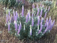 Lupinus leucophyllus