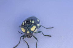 Sternocera orissa orissa