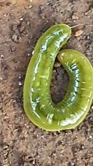 Othelosoma joburgi