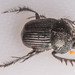 Scarabaeolus afronitidus - Photo (c) Grant Reed,  זכויות יוצרים חלקיות (CC BY-NC), הועלה על ידי Grant Reed