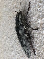 Texania fulleri