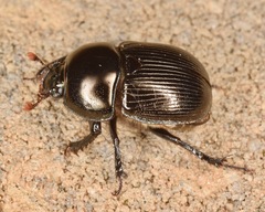 Geotrupes blackburnii