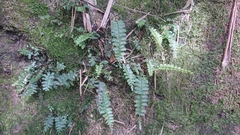 Asplenium normale normale