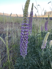 Lupinus leucophyllus