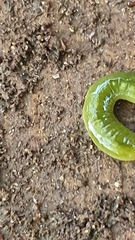 Othelosoma joburgi