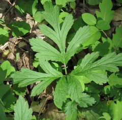 Geum laciniatum