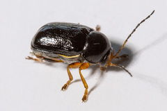 Cryptocephalus flavipes