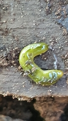 Othelosoma joburgi