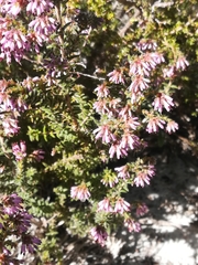 Erica ericoides