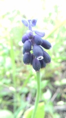 Muscari