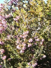 Erica ericoides