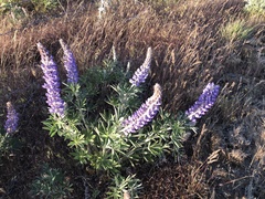 Lupinus leucophyllus