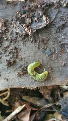 Othelosoma joburgi