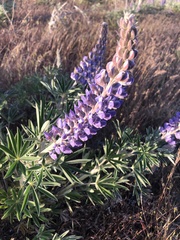 Lupinus leucophyllus