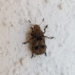 Euparius marmoreus