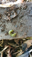 Othelosoma joburgi