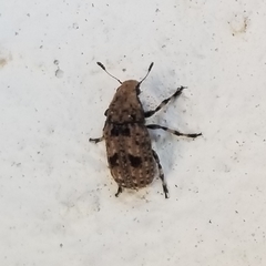 Euparius marmoreus