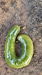 Othelosoma joburgi
