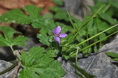 Erodium chium