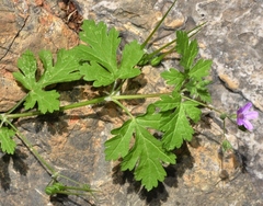Erodium chium