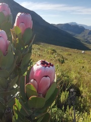 Protea stokoei