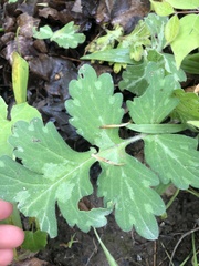 Hydrophyllum macrophyllum