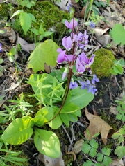 Primula fassettii