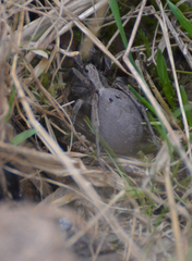 Alopecosa inquilina