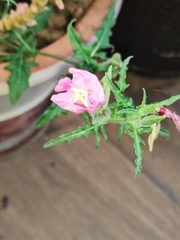 Oenothera tetraptera