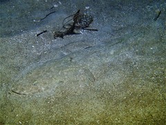 Platycephalus westraliae