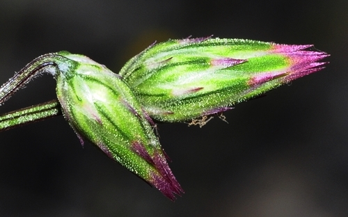Crupina