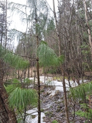 Pinus sibirica