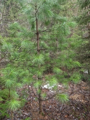 Pinus sibirica
