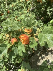 Fremontodendron decumbens