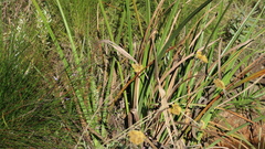 Cladium mariscus jamaicense