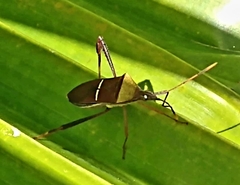 Leptoglossus cinctus