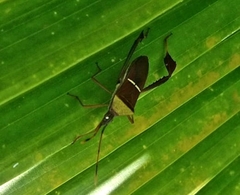 Leptoglossus cinctus