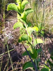 Stachytarpheta longispicata