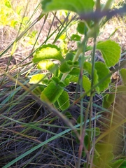 Stachytarpheta longispicata