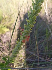 Stachytarpheta longispicata
