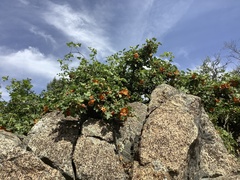 Fremontodendron decumbens