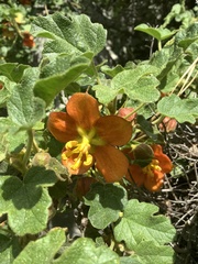 Fremontodendron decumbens