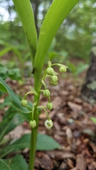 Convallaria pseudomajalis